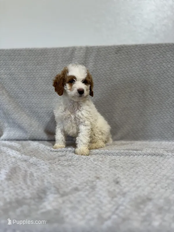Archie – Miniature Bernedoodle puppy for sale in Shipshewana, IN