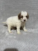 Archie, a male Miniature Bernedoodle for sale in Shipshewana, IN – Photo 5 of 7