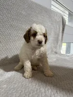 Archie, a male Miniature Bernedoodle for sale in Shipshewana, IN – Photo 3 of 7