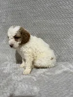 Archie, a male Miniature Bernedoodle for sale in Shipshewana, IN – Photo 7 of 7