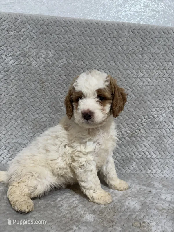 Archie – Miniature Bernedoodle puppy for sale in Shipshewana, IN