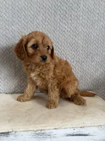 Mason, a male Cavapoo for sale in Shipshewana, IN – 2 of 9