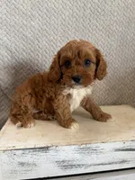 Maple, a female Cavapoo for sale in Shipshewana, IN – 5 of 9