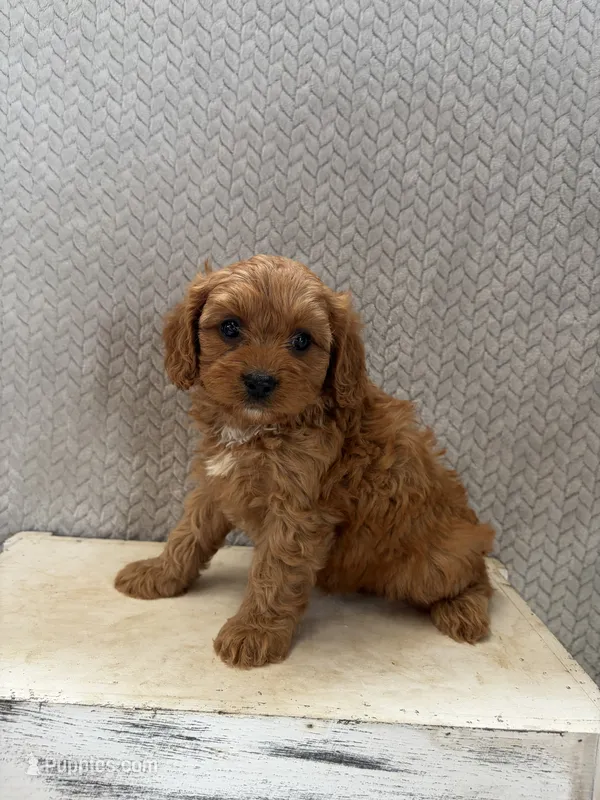 Max – Cavapoo puppy for sale in Shipshewana, IN