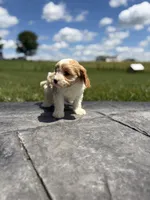 Toby, a male Cavapoo for sale in Shipshewana, IN – 3 of 8