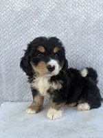 Sadie, a female Miniature Bernedoodle for sale in Shipshewana, IN – 2 of 10