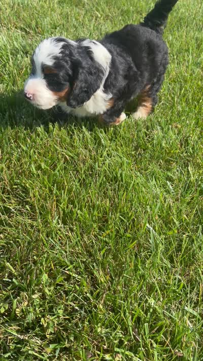 Spencer, a male Miniature Bernedoodle for sale in Shipshewana, IN – 8 of 8