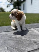 Theo, a male Cavapoo for sale in Shipshewana, IN – 6 of 9