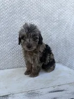 Clover, a female Miniature Aussiedoodle for sale in Shipshewana, IN – 7 of 10
