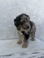 Cody, a male Miniature Aussiedoodle for sale in Shipshewana, IN – 2 of 8