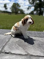 Theo, a male Cavapoo for sale in Shipshewana, IN – 2 of 9