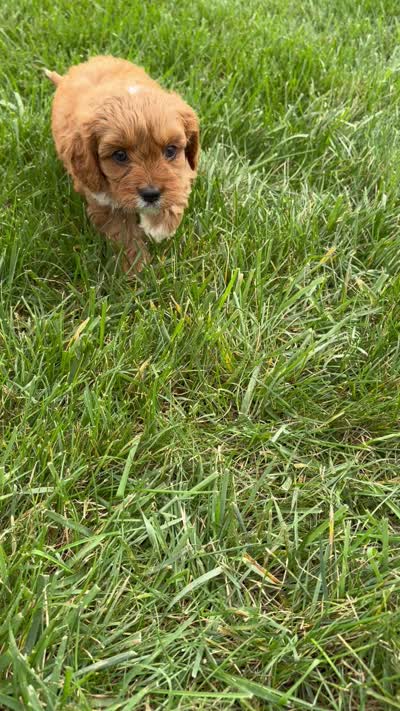 Maggie, a female Cavapoo for sale in Shipshewana, IN – 8 of 8