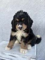 Stella, a female Miniature Bernedoodle for sale in Shipshewana, IN – 1 of 9