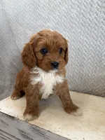 Maple, a female Cavapoo for sale in Shipshewana, IN – 4 of 9