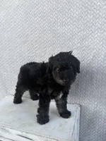 Casper, a male Miniature Aussiedoodle for sale in Shipshewana, IN – 5 of 8