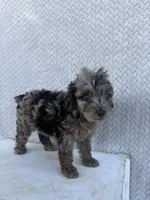 Clover, a female Miniature Aussiedoodle for sale in Shipshewana, IN – 4 of 10