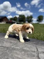 Toby, a male Cavapoo for sale in Shipshewana, IN – 6 of 8