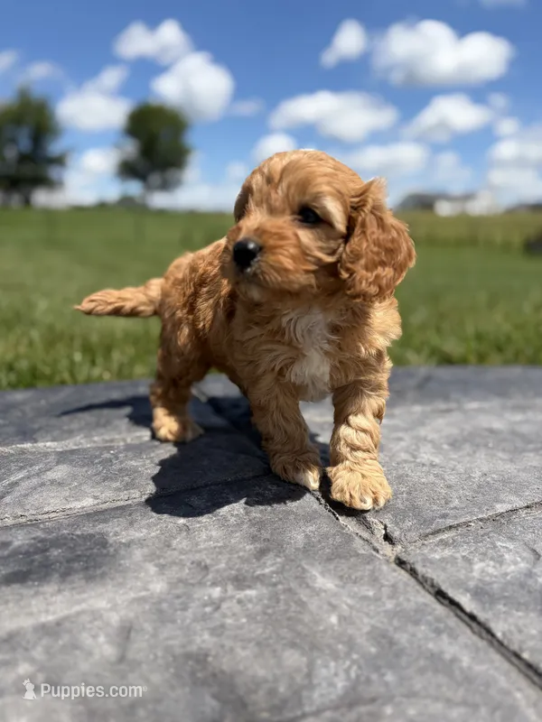 Tucker – Cavapoo puppy for sale in Shipshewana, IN