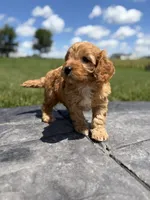 Tucker, a male Cavapoo for sale in Shipshewana, IN – 1 of 9