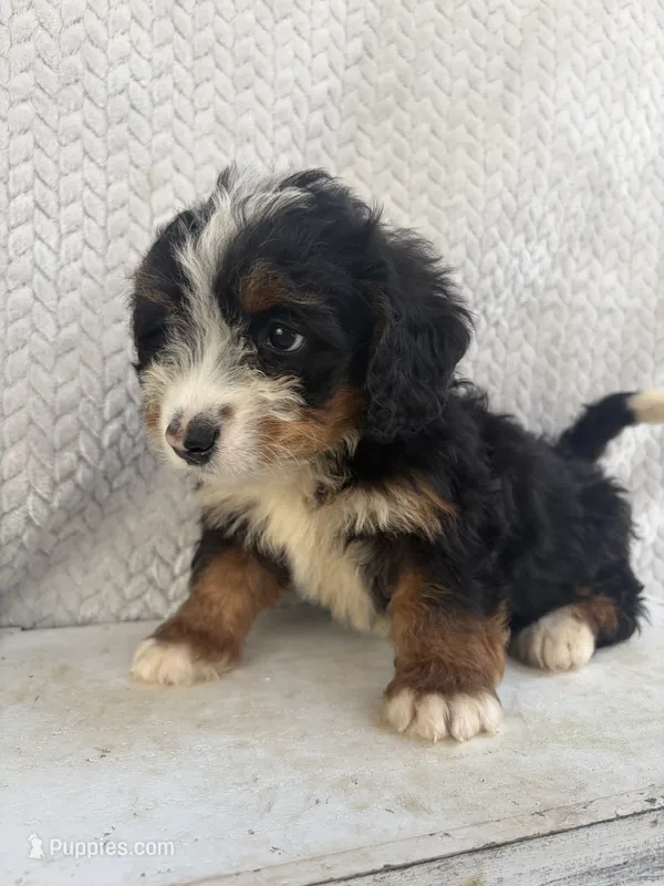 Summer – Miniature Bernedoodle puppy for sale in Shipshewana, IN