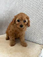 Macy, a female Cavapoo for sale in Shipshewana, IN – 2 of 9