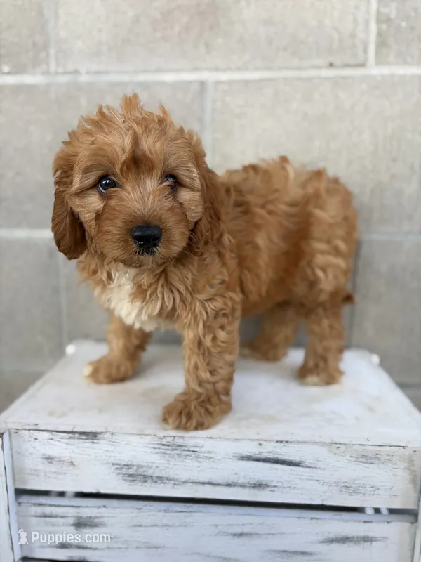Tucker – Cavapoo puppy for sale in Shipshewana, IN