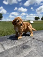 Tucker, a male Cavapoo for sale in Shipshewana, IN – 4 of 9