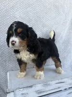 Sawyer, a male Miniature Bernedoodle for sale in Shipshewana, IN – 4 of 9