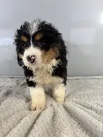 processed/9f65e01c-157f-4726-afdc-a786ca2391d8/listing/ae47c262-50b5-4ac2-895f-9d50e19275d9/fbabf2ba-40a6-4055-b99a-9c18512dad46