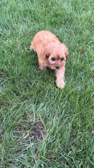 Macy, a female Cavapoo for sale in Shipshewana, IN – 9 of 9
