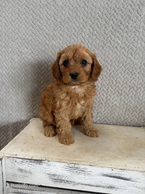 Mason – Cavapoo puppy for sale in Shipshewana, IN