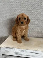 Mason, a male Cavapoo for sale in Shipshewana, IN – 1 of 9
