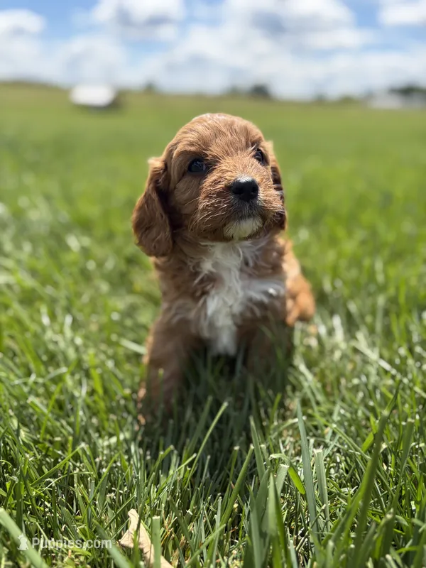 Teddy – Cavapoo puppy for sale in Shipshewana, IN