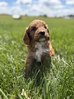 Teddy, a male Cavapoo for sale in Shipshewana, IN – 1 of 8