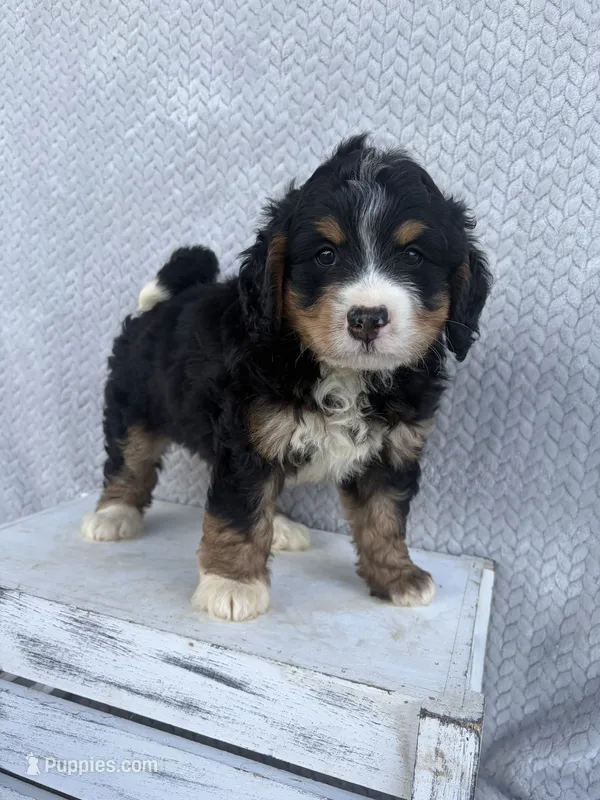 Shane – Miniature Bernedoodle puppy for sale in Shipshewana, IN