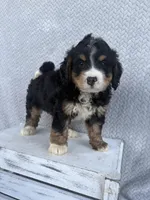 Shane, a male Miniature Bernedoodle for sale in Shipshewana, IN – 1 of 9