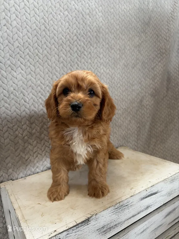 Milo – Cavapoo puppy for sale in Shipshewana, IN