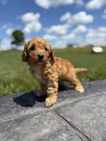 Tucker, a male Cavapoo for sale in Shipshewana, IN – 7 of 9