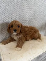 Maggie, a female Cavapoo for sale in Shipshewana, IN – 5 of 8