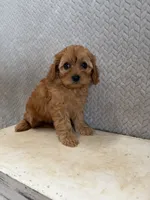 Macy, a female Cavapoo for sale in Shipshewana, IN – 3 of 9