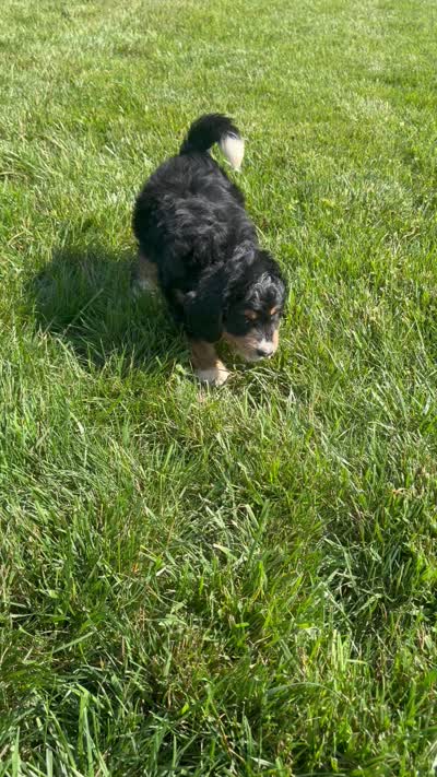 Stella, a female Miniature Bernedoodle for sale in Shipshewana, IN – 9 of 9