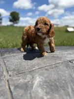 Teddy, a male Cavapoo for sale in Shipshewana, IN – 2 of 8