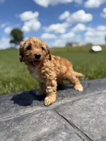 Tucker, a male Cavapoo for sale in Shipshewana, IN – 5 of 9