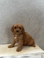 Max, a male Cavapoo for sale in Shipshewana, IN – 6 of 8