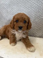 Maple, a female Cavapoo for sale in Shipshewana, IN – 3 of 9