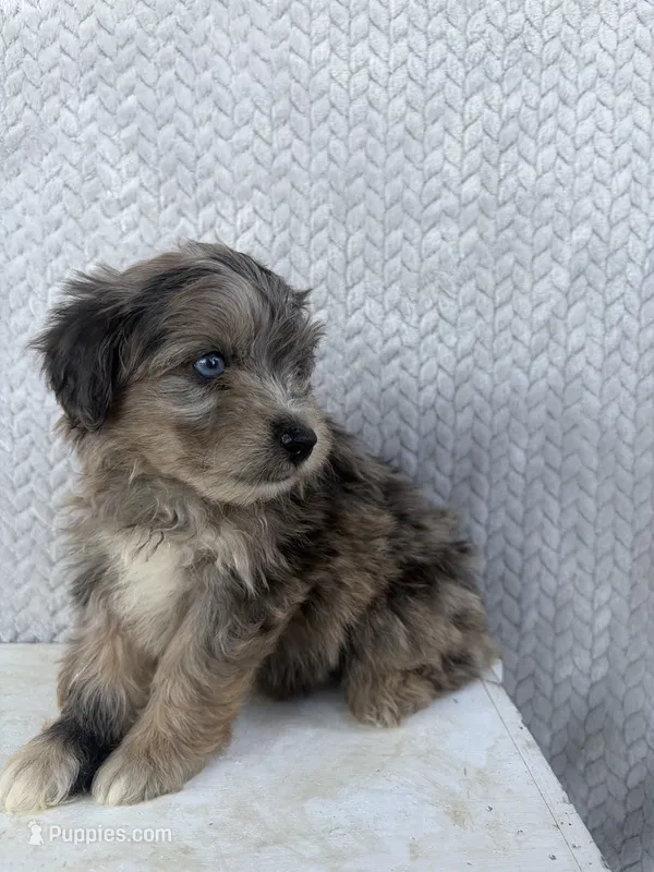 Charlie – Miniature Aussiedoodle puppy for sale in Shipshewana, IN