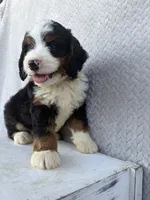 Spencer, a male Miniature Bernedoodle for sale in Shipshewana, IN – 2 of 8