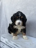 Sawyer, a male Miniature Bernedoodle for sale in Shipshewana, IN – 7 of 9