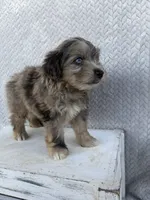 Charlie, a male Miniature Aussiedoodle for sale in Shipshewana, IN – 6 of 8