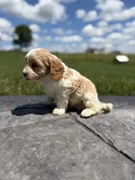 Toby, a male Cavapoo for sale in Shipshewana, IN – 4 of 8